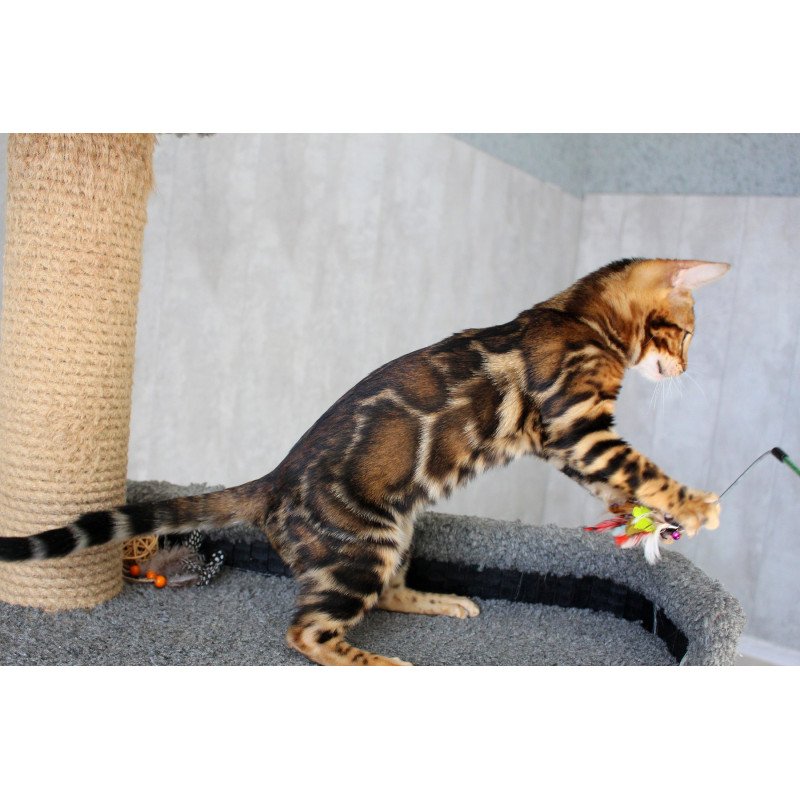 Bengal EZ Elsa