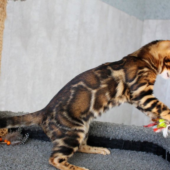 Bengal EZ Elsa
