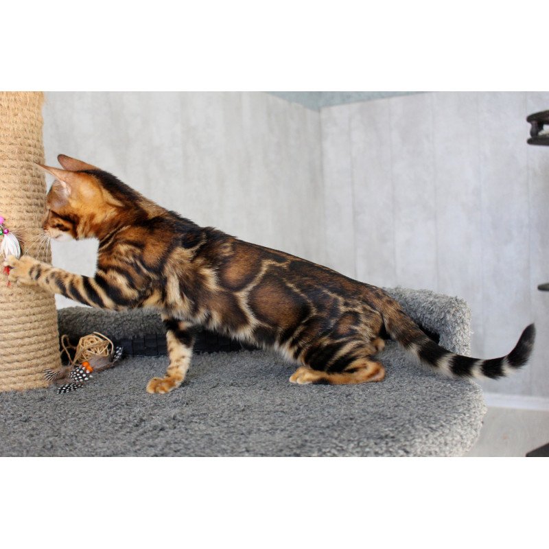 Bengal EZ Elsa