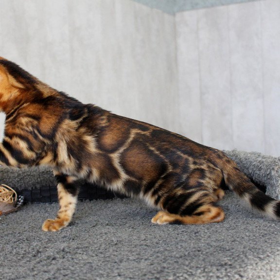 Bengal EZ Elsa
