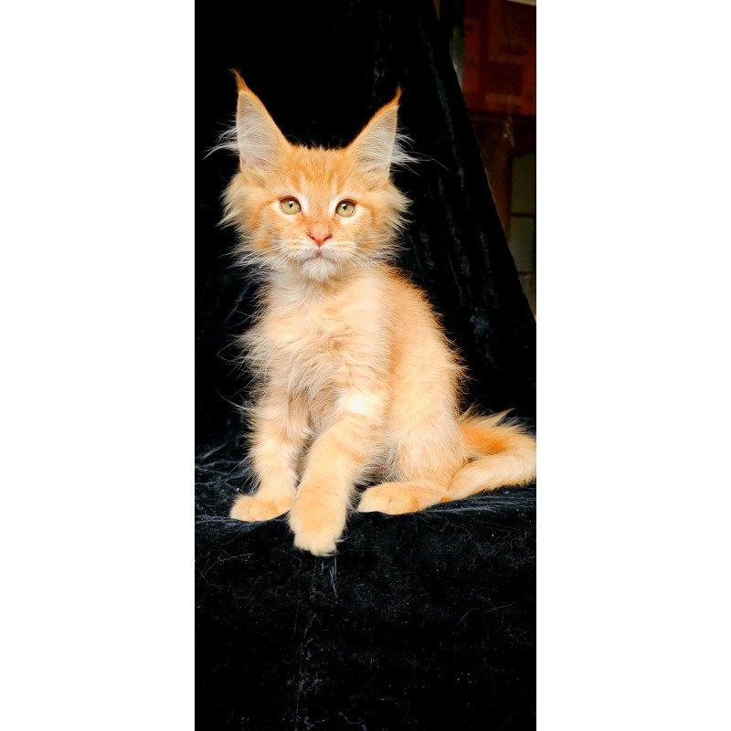Maine Coon EZ Mango