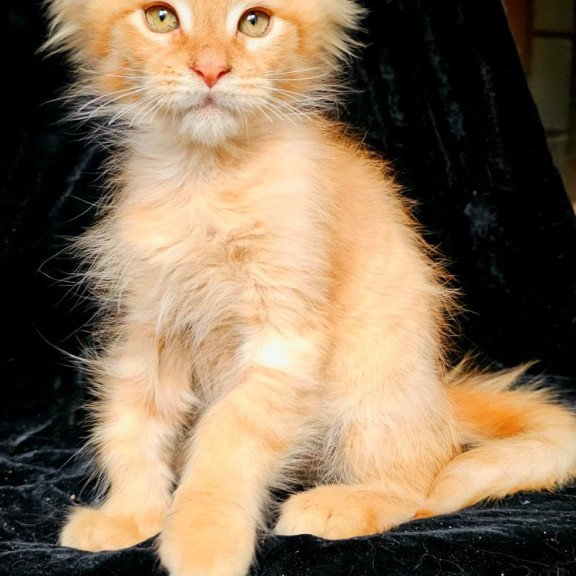 Maine Coon EZ Mango