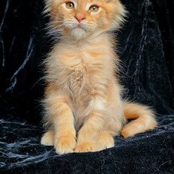 Maine Coon EZ Mango