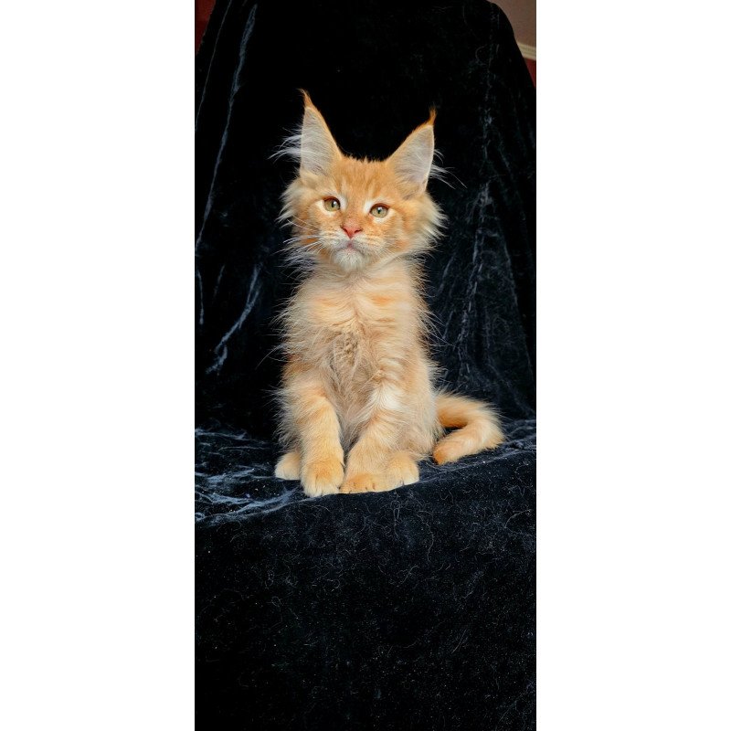 Maine Coon EZ Mango