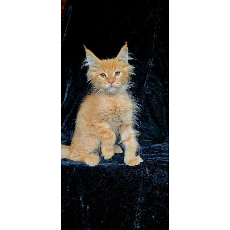 Maine Coon EZ Mango