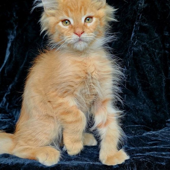 Maine Coon EZ Mango