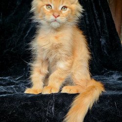 Maine Coon EZ Mango