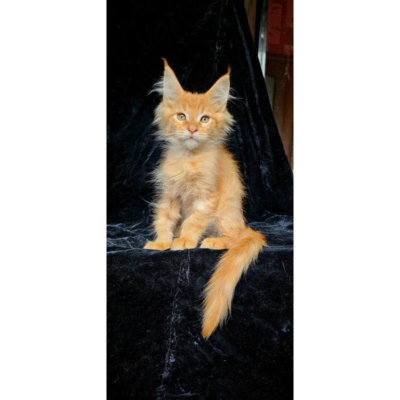 Maine Coon EZ Mango