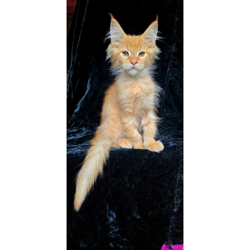 Maine Coon EZ Mango