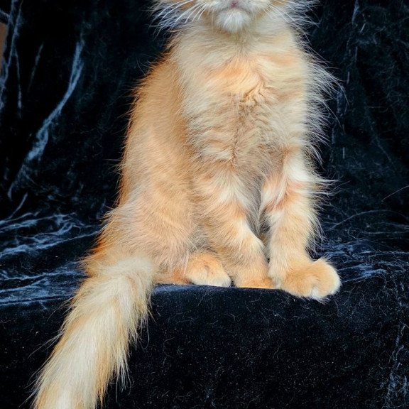 Maine Coon EZ Mango