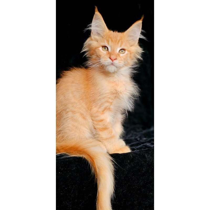 Maine Coon EZ Mango