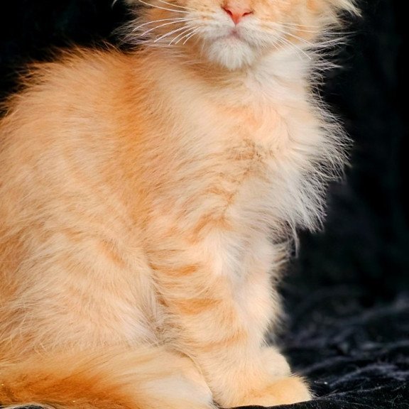 Maine Coon EZ Mango