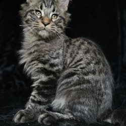 Maine Coon EZ Shtorm