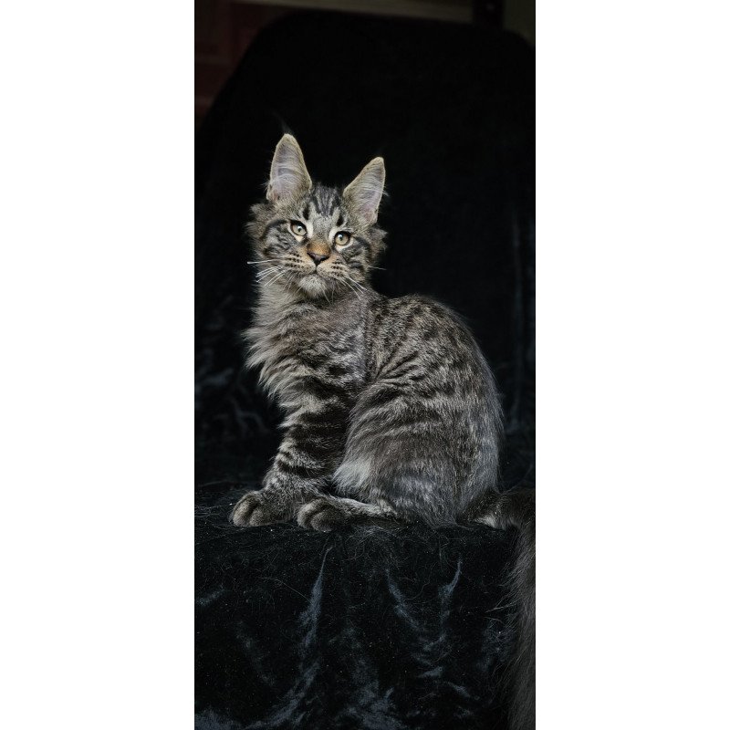 Maine Coon EZ Shtorm