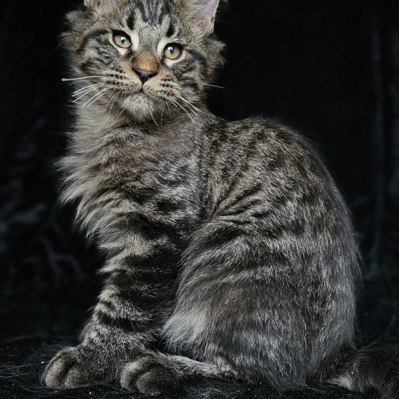 Maine Coon EZ Shtorm