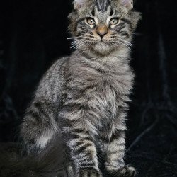 Maine Coon EZ Shtorm