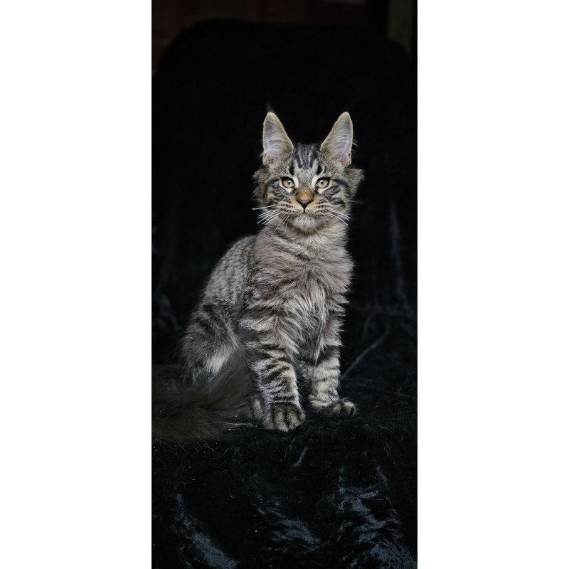 Maine Coon EZ Shtorm