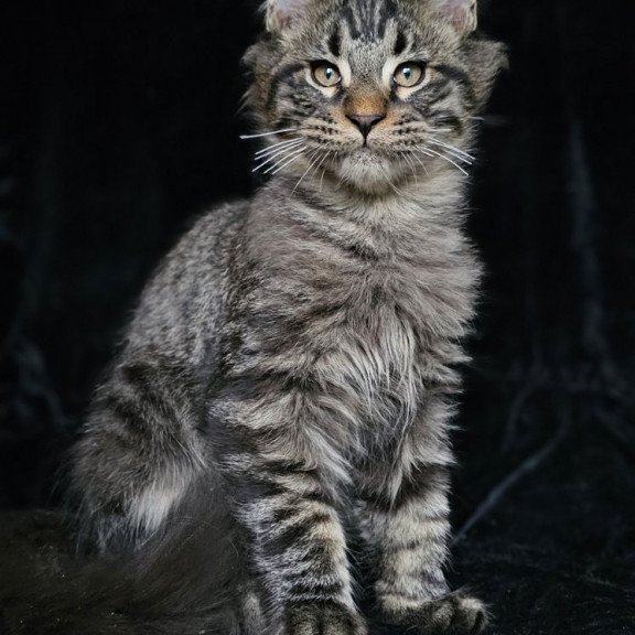 Maine Coon EZ Shtorm