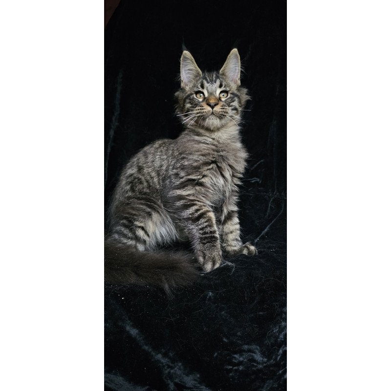 Maine Coon EZ Shtorm