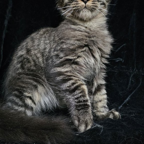 Maine Coon EZ Shtorm