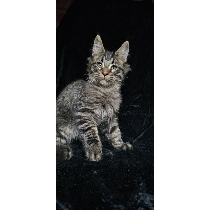 Maine Coon EZ Shtorm