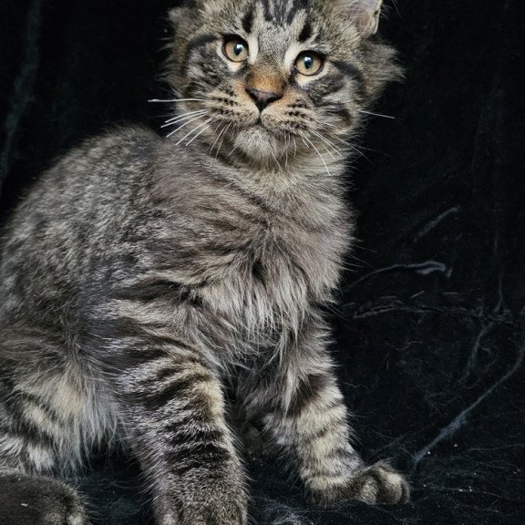 Maine Coon EZ Shtorm