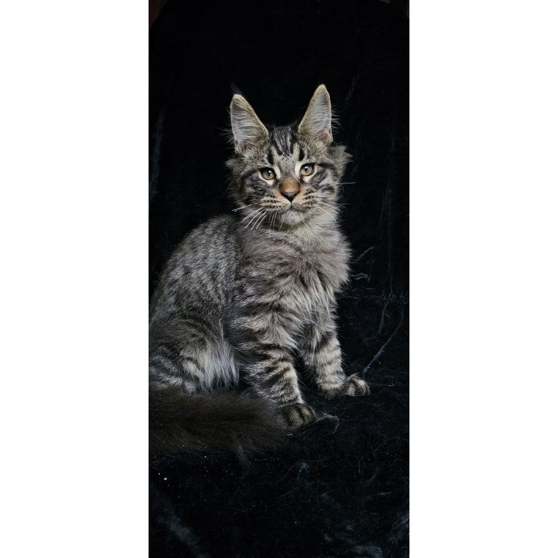 Maine Coon EZ Shtorm