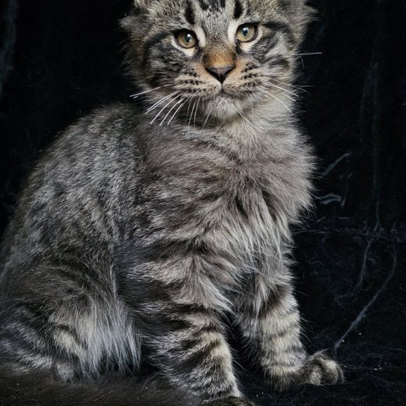 Maine Coon EZ Shtorm