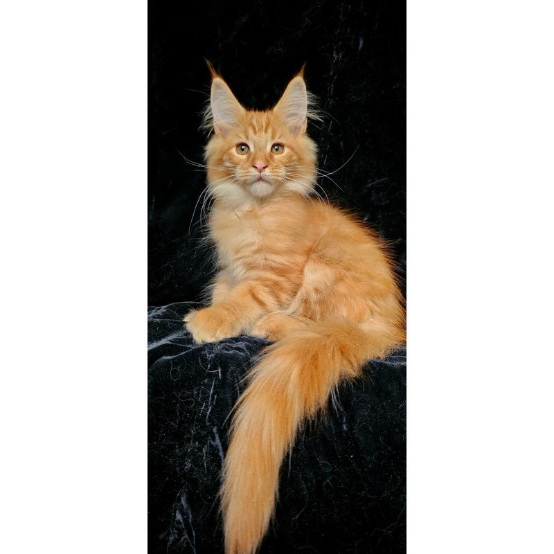 Maine Coon EZ Sanny