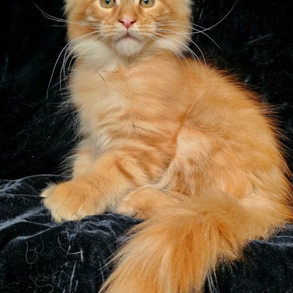 Maine Coon EZ Sanny