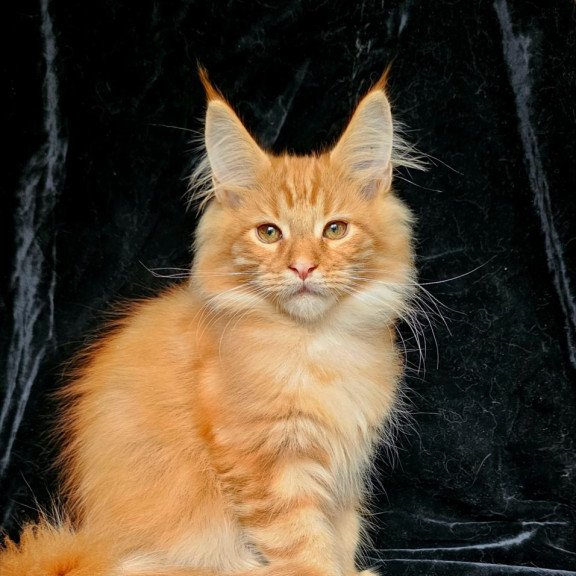 Maine Coon EZ Sanny