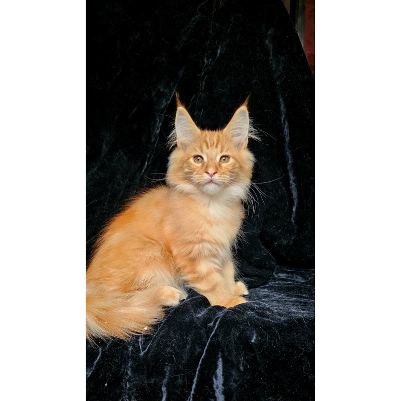 Maine Coon EZ Sanny