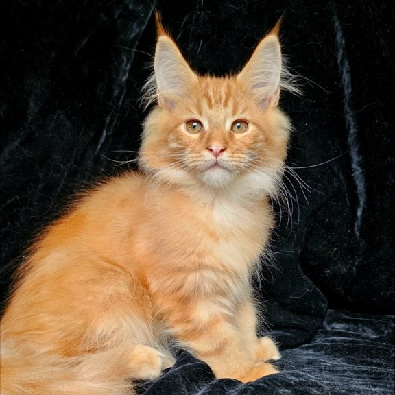 Maine Coon EZ Sanny