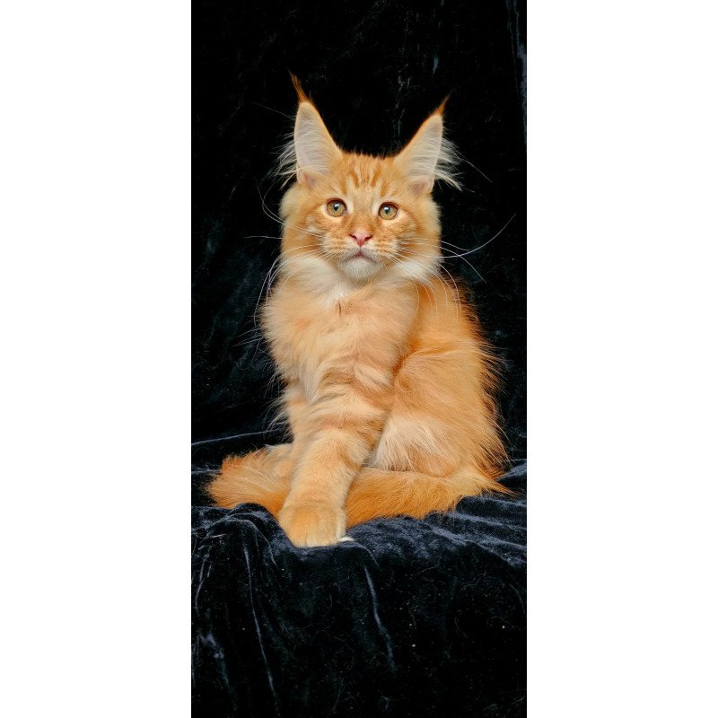 Maine Coon EZ Sanny