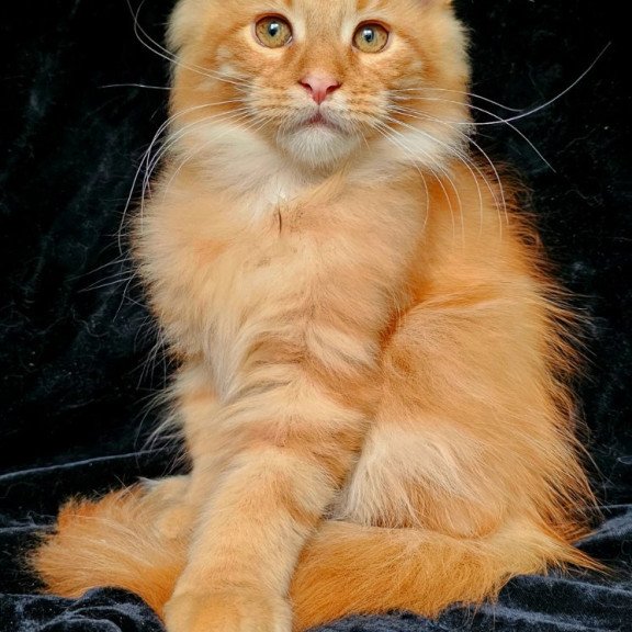 Maine Coon EZ Sanny
