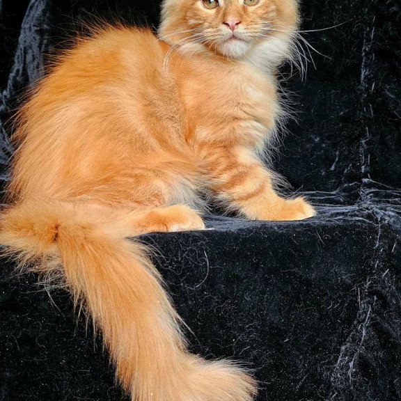 Maine Coon EZ Sanny