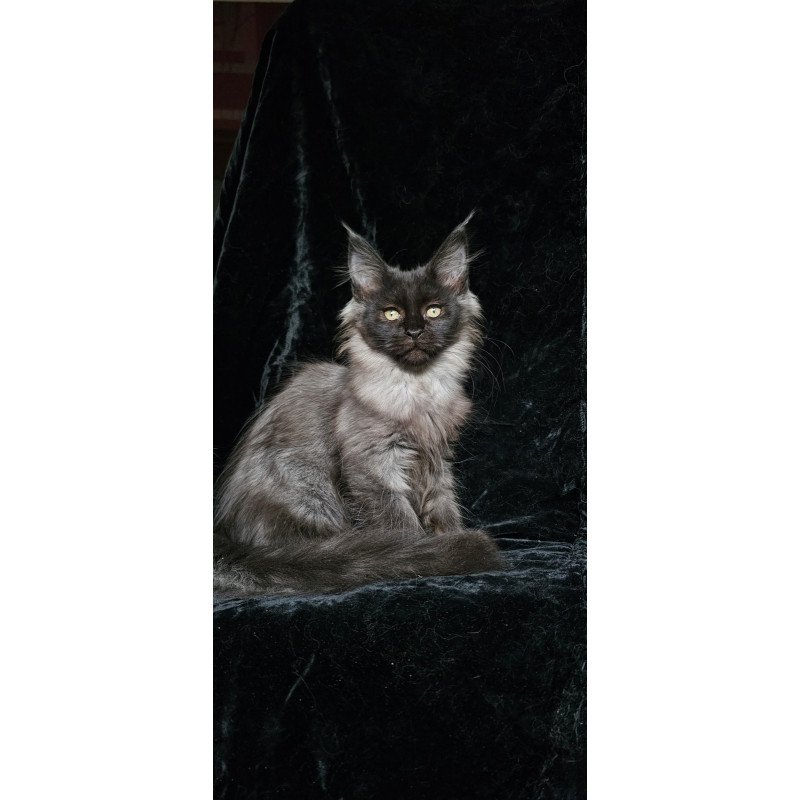 Maine Coon EZ Isabel