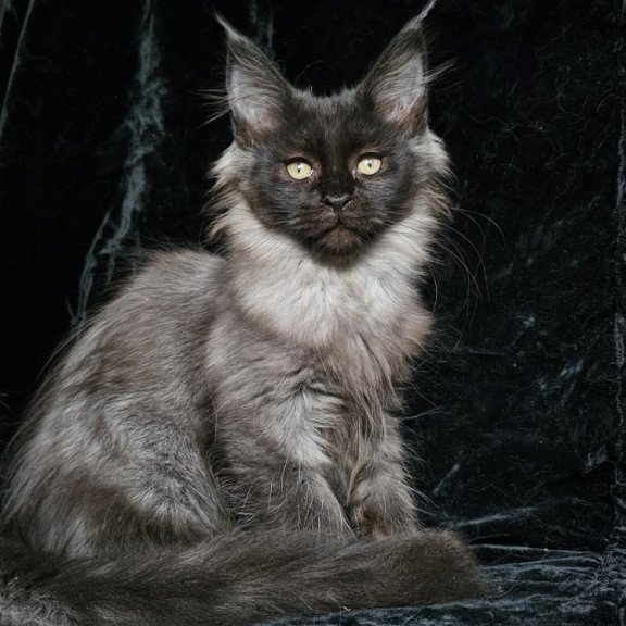 Maine Coon EZ Isabel
