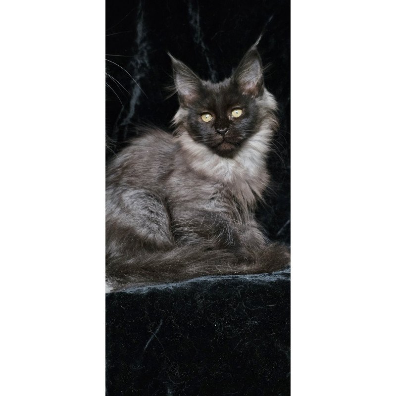 Maine Coon EZ Isabel