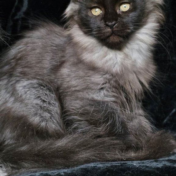 Maine Coon EZ Isabel