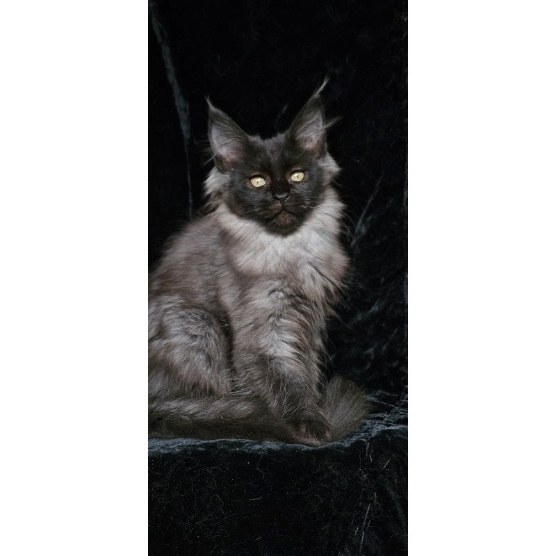 Maine Coon EZ Isabel