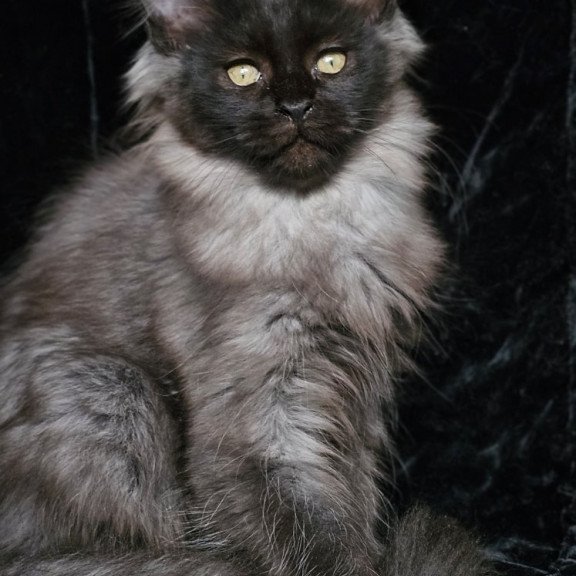 Maine Coon EZ Isabel