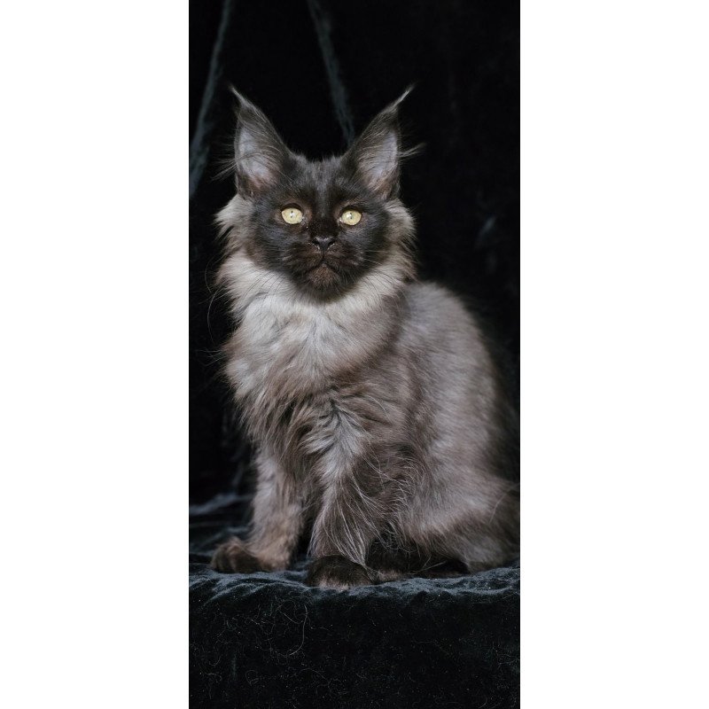 Maine Coon EZ Isabel