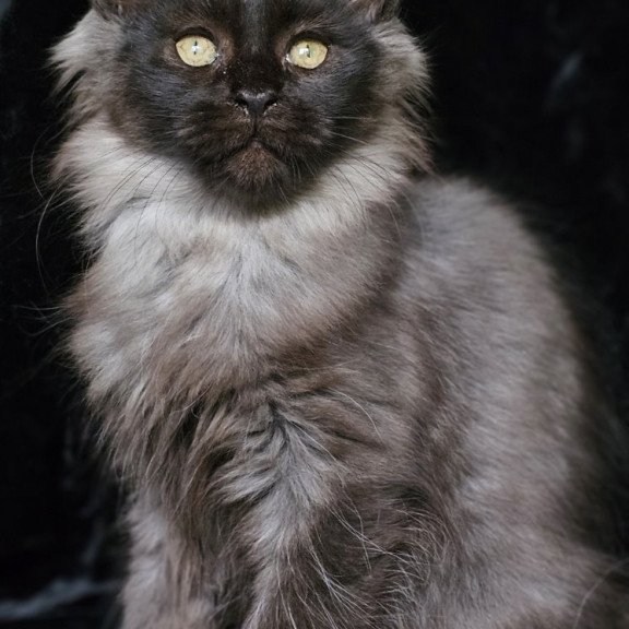 Maine Coon EZ Isabel