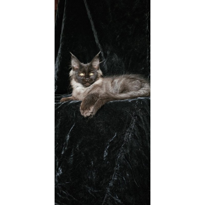 Maine Coon EZ Isabel