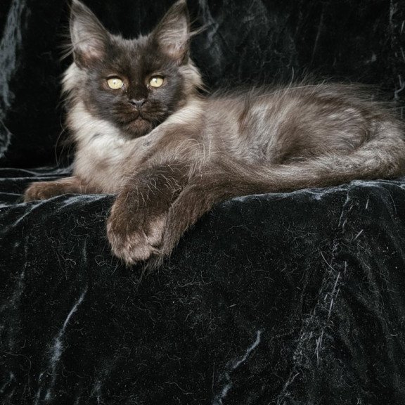 Maine Coon EZ Isabel