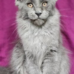 Maine Coon EZ Freya