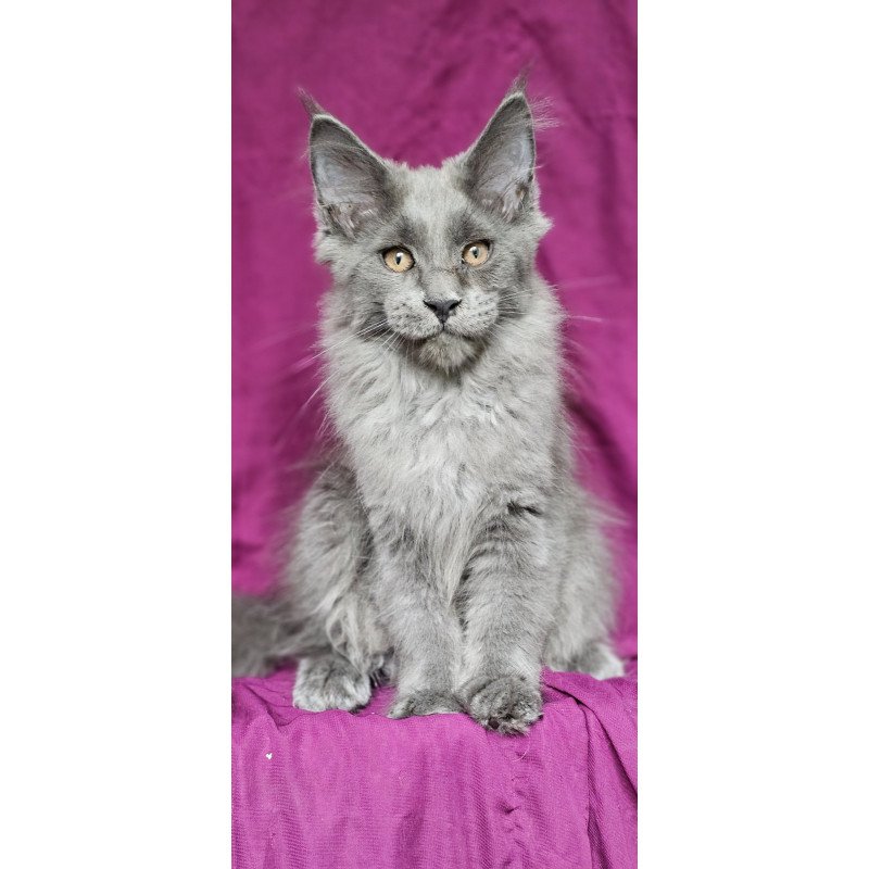 Maine Coon EZ Freya