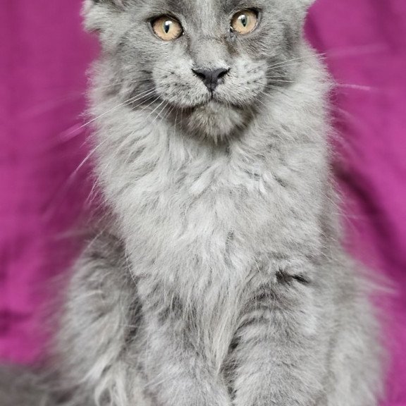 Maine Coon EZ Freya