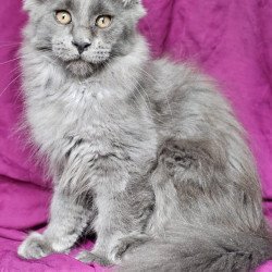 Maine Coon EZ Freya
